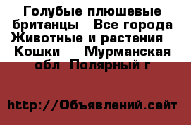 Голубые плюшевые британцы - Все города Животные и растения » Кошки   . Мурманская обл.,Полярный г.